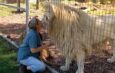 Woman loses arm in lion attack at Darling Downs Zoo