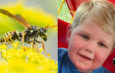 Tragedy as 2-Year-Old Boy Dies After Wasp Attack; Father in Critical Condition