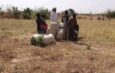 Bandits Demanded N56m to Permit Farming This Year – Zamfara Farmers Allege