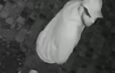 Man in His 20s Sexually Assaulted in Liverpool City Centre; Police Release CCTV Appeal