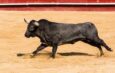 Spanish Bull Gores Spectator to Death During Festival
