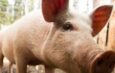 Man survives over 170 days after gene-edited pig liver transplant in China