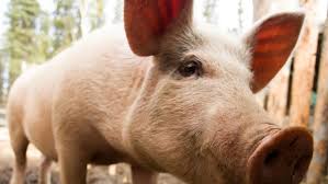 Man survives over 170 days after gene-edited pig liver transplant in China