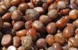 Tinubu extends ban on raw shea nut exports until 2027