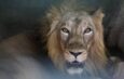 Man mauled by lions after entering their cages to seek refuge