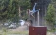 Bison Attacks Tourist, Throws Him 8 Feet Into the Air at Yellowstone National Park