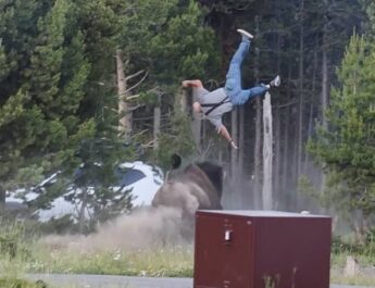 Bison Attacks Tourist, Throws Him 8 Feet Into the Air at Yellowstone National Park
