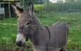 Out-of-Control Donkey Jumps Into Van, Attacks Three Passengers