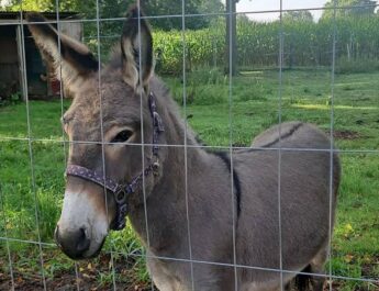 Out-of-Control Donkey Jumps Into Van, Attacks Three Passengers
