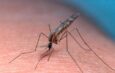 Two German Airport Workers D!e of Malaria After Suspected Mosquito Bites on Aircraft