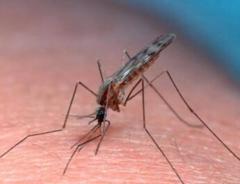 Two German Airport Workers D!e of Malaria After Suspected Mosquito Bites on Aircraft