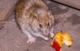 Mother Loses Twin Sons After They Accidentally Consume Rat-Poison-Laced Bread