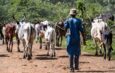 Three Herders Reportedly Killed in Plateau Community